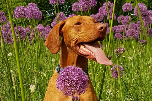Tudtátok, hogy a kutyák is allergiásak lehetnek a pollenre?