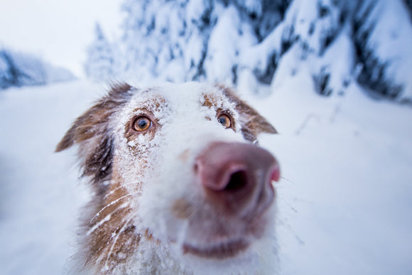 A kutya immunrendszerének támogatása az őszi és téli időszakban