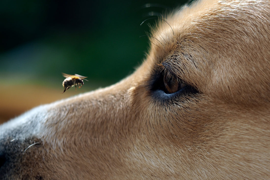Mit tegyél, ha kutyádat vagy macskádat megcsípi egy darázs?