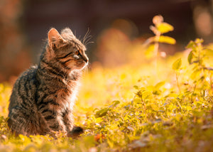 Hogyan készítsük fel a kinti cicák immunrendszerét az őszre