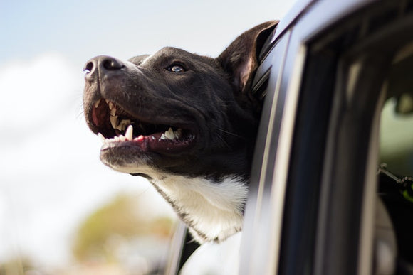 Hogyan gondoskodjunk a kutya biztonságáról az autóban?